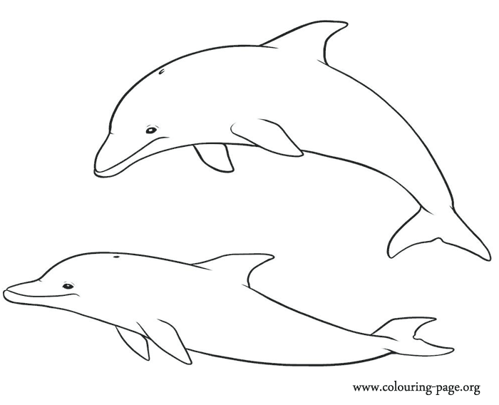 baby dolphin coloring pages - photo #34