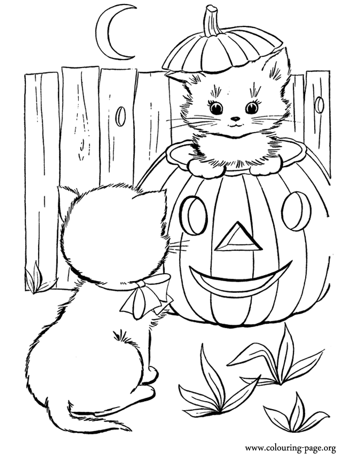 Halloween Halloween pumpkin and two cute kittens