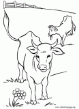 Cows in the pasture coloring page