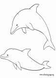 A couple of dolphins playing coloring page
