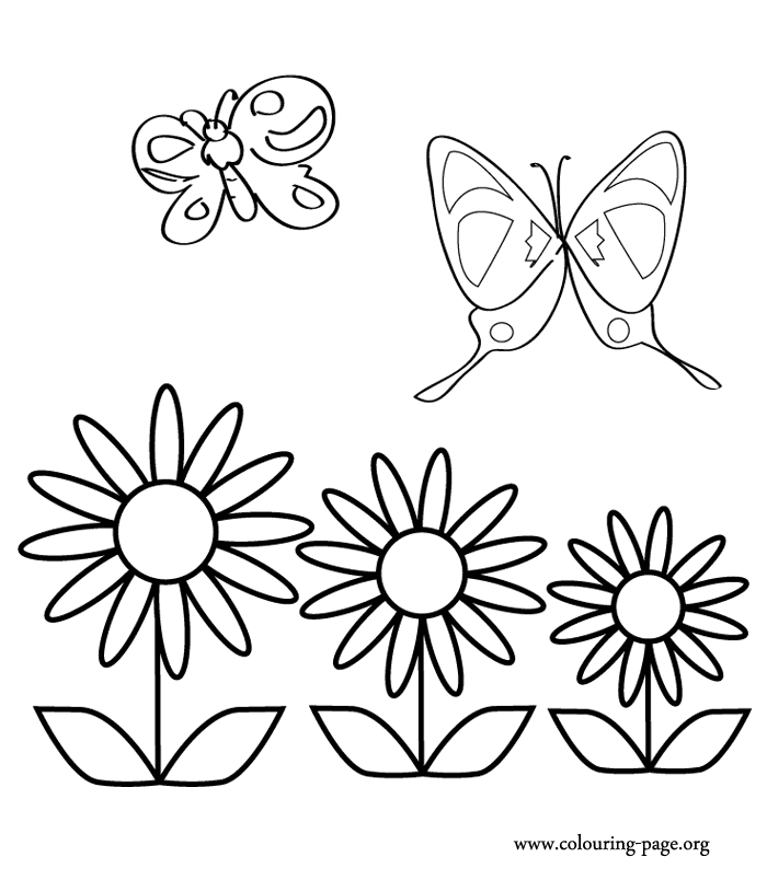 Two amazing butterflies coloring page