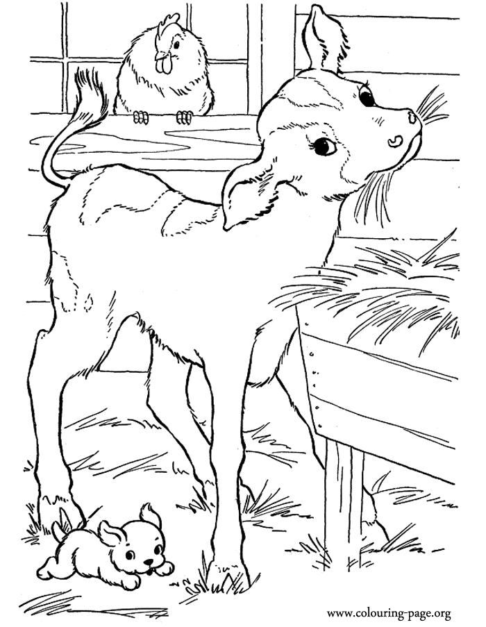 Gambar Cows Calves Cute Baby Calf Barn Coloring Page Eating Pages di ...