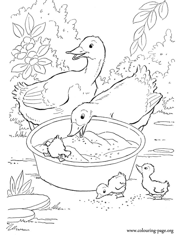 Couple of ducks and his ducklings coloring page