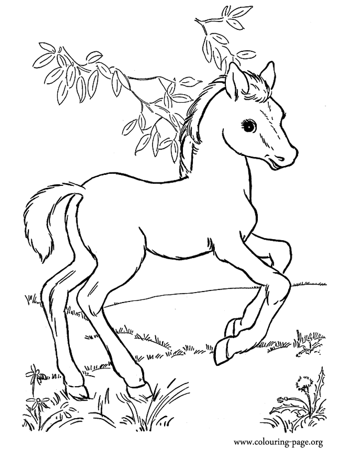 Download Horses - A little horse playing in the pasture coloring page