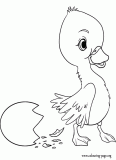 Duckling and his broken egg coloring page