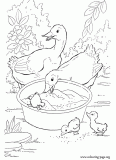 Couple of ducks and his ducklings coloring page