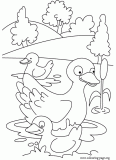 Mother duck and her ducklings coloring page