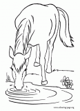 A farm horse drinking water in the lake coloring page