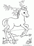A little horse playing in the pasture coloring page