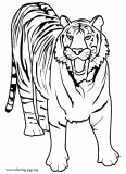 A big wild tiger roaring coloring page