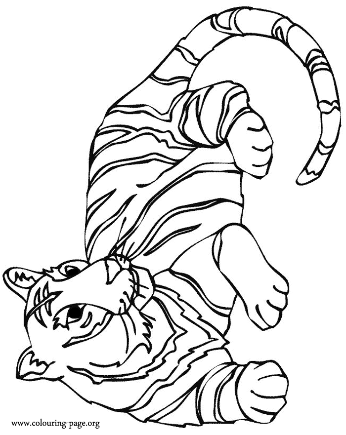 Tigers - A wild tiger resting coloring page