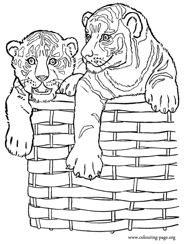 Two tiger cubs in a wicker basket coloring page