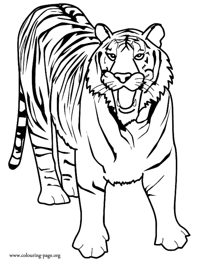 A big wild tiger roaring coloring page