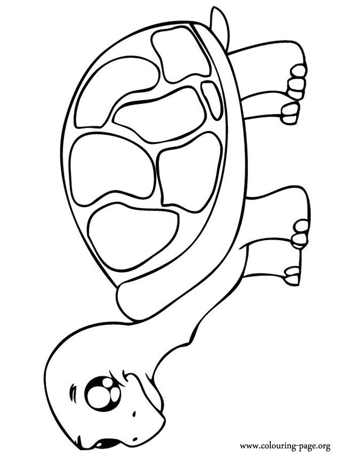 A cute baby tortoise coloring page