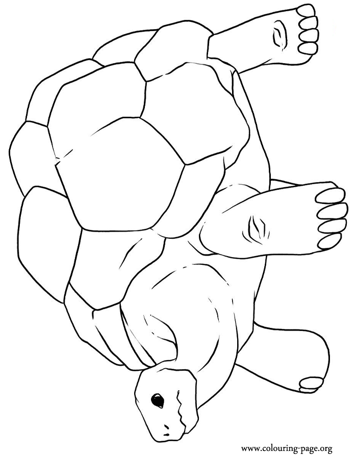 An old tortoise with a big shell coloring page